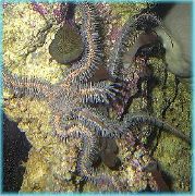 Κόκκινο Εύθραυστο Αστέρι (Εύθραυστα Sea Star, Οζώδης Φανταχτερό) κόκκινος