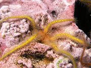 gul Svamp Sprø Sea Star (Ophiothrix) bilde