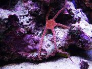 rød Slangen Sea Star, Fancy Rød, Sørlige Slangestjernen (Ophiomyxa australis) bilde