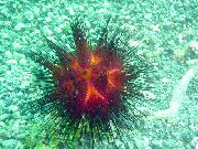 rot Gewöhnlicher Urchin (Astropyga radiata) foto