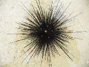 Longspine Erizo De Mar negro