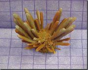 žuti Olovka Jež (Eucidaris tribuloides) foto