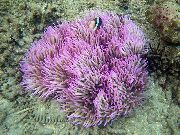 Helmillä Meri Anemone (Ordinari Anemone) täplikäs