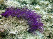 púrpura Anémona De Mar De Perlas (Anémona Ordinari) (Heteractis crispa) foto