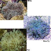 Helmillä Meri Anemone (Ordinari Anemone) läpinäkyvä
